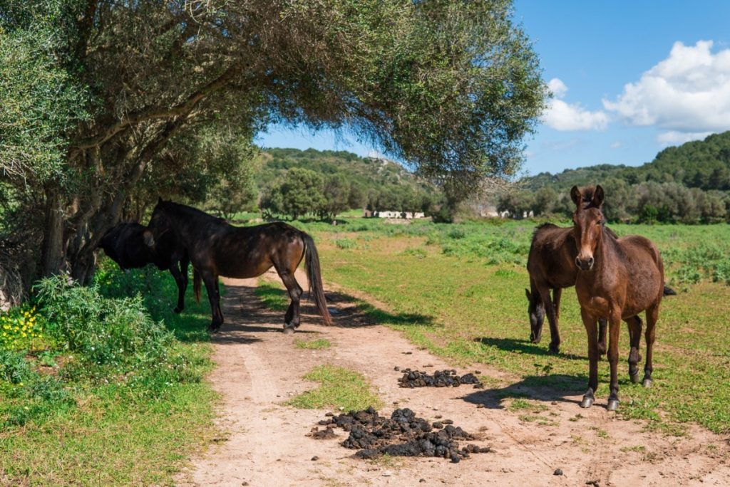 Menorca je domovem menorských koní. Ty však volně v přírodě nenajdete.